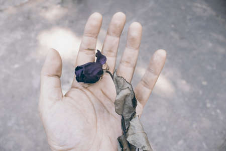 dry roses on handの写真素材