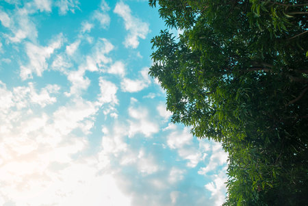 Fresh green trees with cloud sky ,Nature background