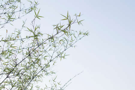 Bamboo leavesの写真素材