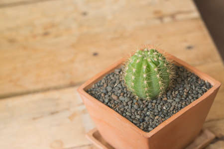 Little cactus in a pot on wooden floorの写真素材