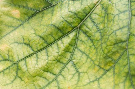 Close up view of green leaf texture
