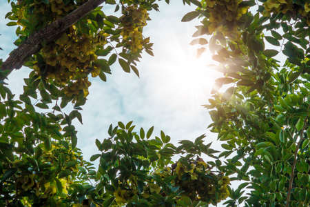 Green leaves and sunの写真素材