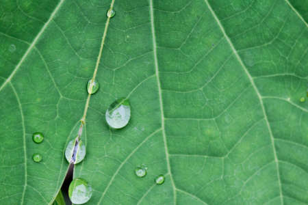 Nature detail of fresh green with water drops.の写真素材