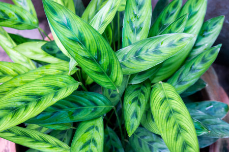 Green leaves background texture