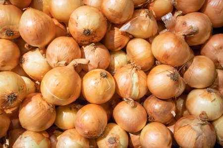 Fresh onions. Onions background. Ripe onions.の写真素材