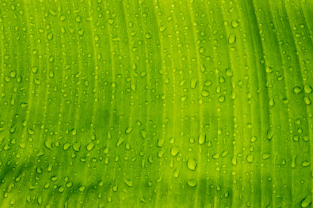 Close up banana leaf texture