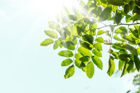 Green leaves with cloud sky and sun beams