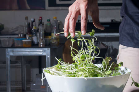 Fresh sunflower sprouts  with male handの写真素材