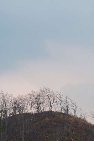 Silhouette tree with blue skyの写真素材