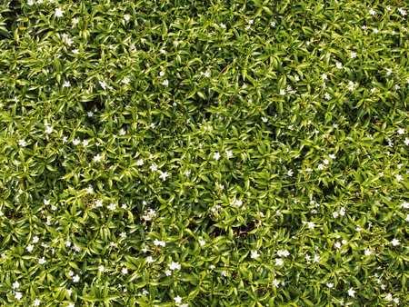 Gerdenia Crape Jasmine - white flowers