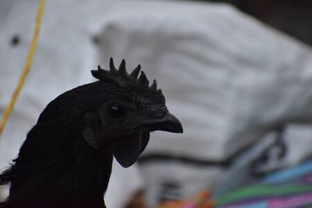 Black Chicken in the marketの写真素材