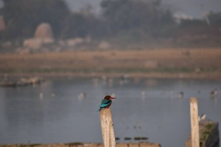 KingFisher on a poleの写真素材