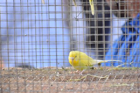 Yellow Love bird in a cageの写真素材