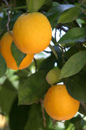 three oranges on a treeの写真素材