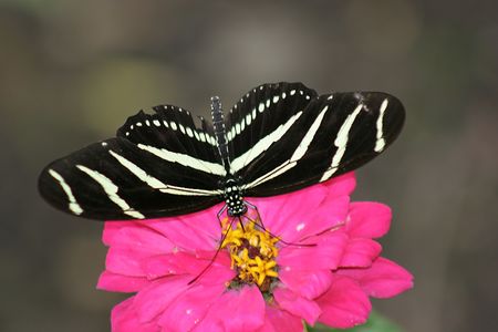 Zebra butterflyの写真素材