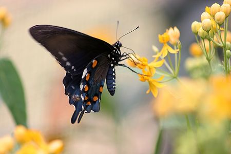 Pipe-vine Swallowtail butterflyの写真素材