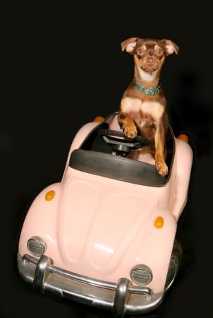 miniature pincher driving in convertibleの写真素材