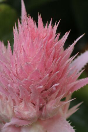 pink Bormilliadの写真素材