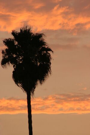 palm tree silhouette at sunsetの写真素材