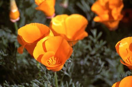 cluster of California poppiesの写真素材