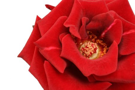 great look at a red rose on white back drop from a top viewの写真素材