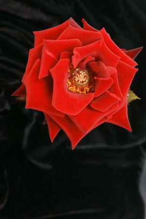 red rose isolated on black back drop from a top viewの写真素材