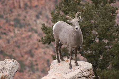 wild mountain goat on the edge of the Grand Canyonの写真素材