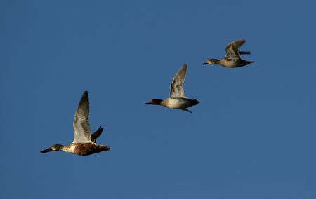 Canadian geese travel threw scenic blue sky as they migrateの写真素材