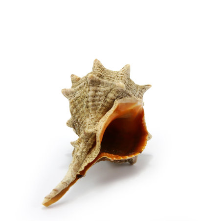 Sea shell