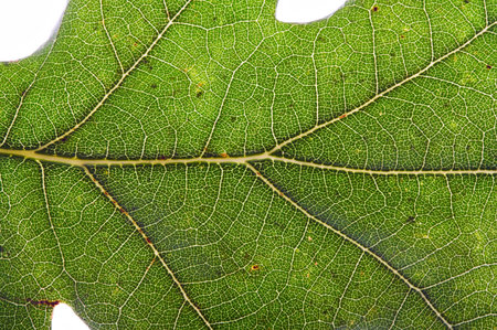 macro of autumn oak leafの写真素材