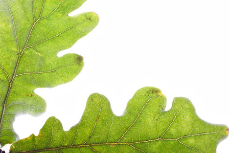 closeup of two oak leaves