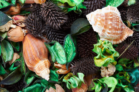 autumn background with green leaves and shellsの写真素材