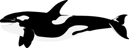 orca killer whaleのイラスト素材