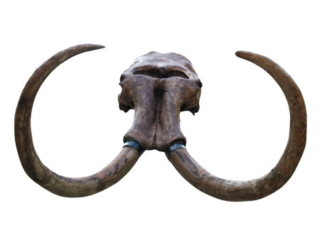 mammoth skull isolated