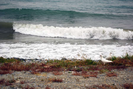 white pigeons and stormy seaの写真素材