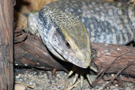 lizard