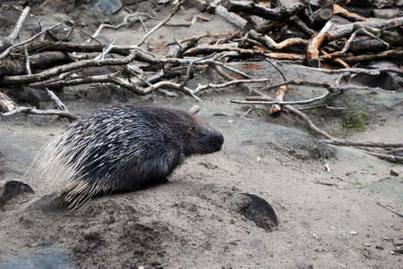 porcupineの写真素材