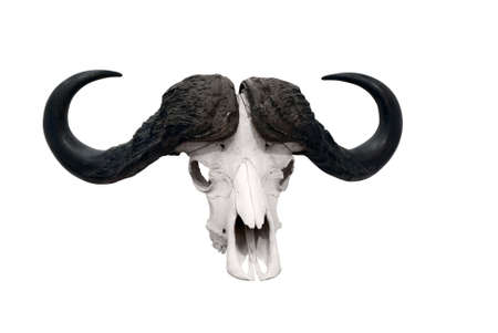 african wild bull skull isolatedの写真素材