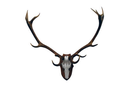 deer skull with big horn trophy isolatedの写真素材