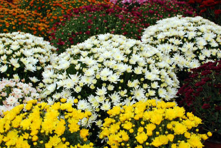 colorful flowersの写真素材