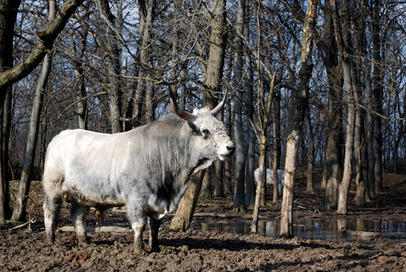 white strong bull