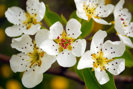 spring flowerの写真素材