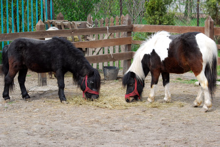 pony horsesの写真素材