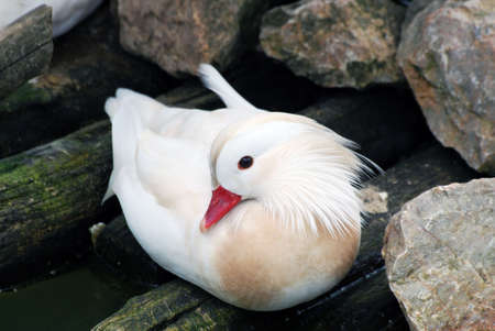 mandarin duckの写真素材