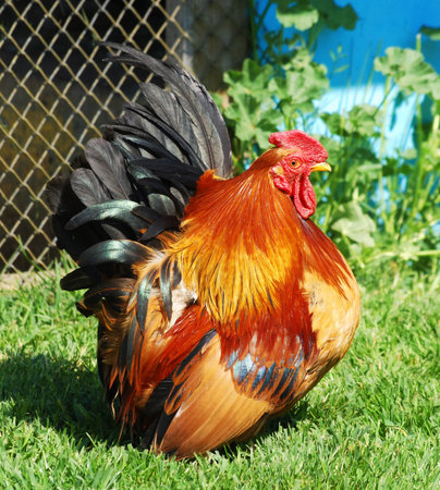 little rooster