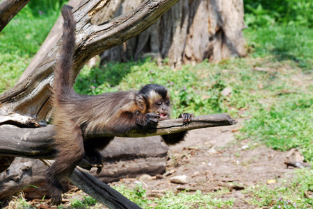 monkey lying on the branch