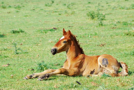 horse foal on pastureの写真素材