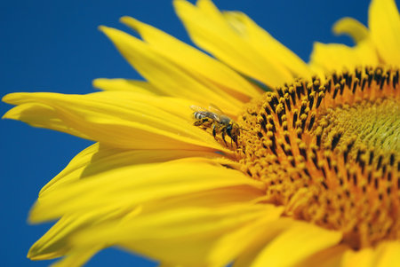 bee sucking nectar from sunflower の写真素材