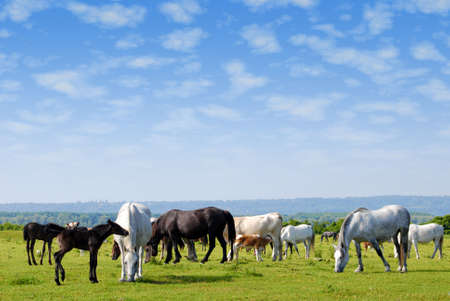 horses drove on pastureの写真素材