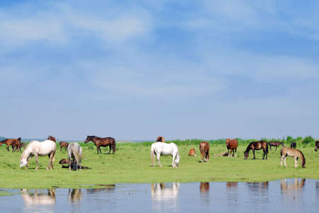 horses on watering placeの写真素材